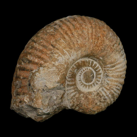 5.2" Acanthoceras Ammonite Fossil Agadir Morocco 360 Million Year Old COA - Fossil Age Minerals