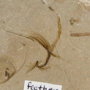0.6 Rare Detailed Fossil Bird Feather Green River FM Uintah County UT Eocene Age