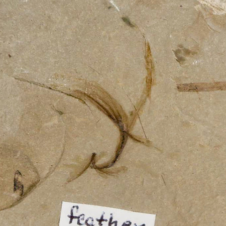 0.6 Rare Detailed Fossil Bird Feather Green River FM Uintah County UT Eocene Age