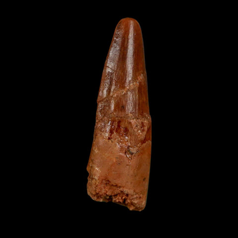 1.5" Spinosaurus Fossil Tooth 100 Million Years Old Cretaceous Dinosaur COA Stand