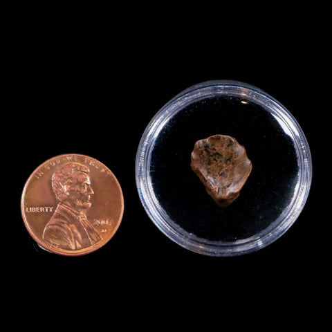 0.6" Ankylosaurus Fossil Tooth Judith River FM Cretaceous Dinosaur MT COA & Display - Fossil Age Minerals