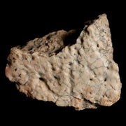 0.9" Ankylosaurus Fossil Scute Bone Lance Creek Cretaceous Dinosaur WY COA
