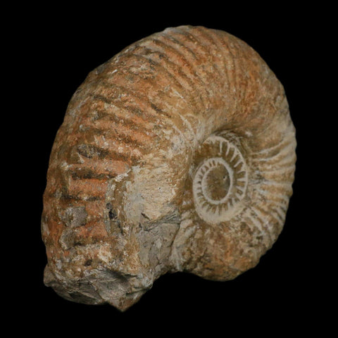 5.2" Acanthoceras Ammonite Fossil Agadir Morocco 360 Million Year Old COA - Fossil Age Minerals