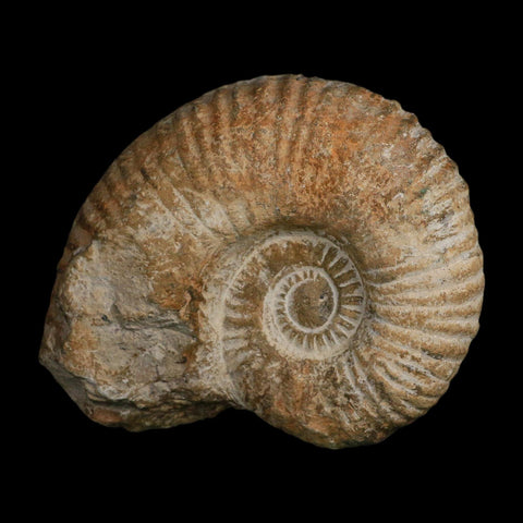 5.2" Acanthoceras Ammonite Fossil Agadir Morocco 360 Million Year Old COA - Fossil Age Minerals