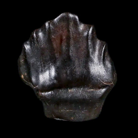 0.4" Ankylosaurus Fossil Tooth Judith River FM Cretaceous Dinosaur MT COA & Display - Fossil Age Minerals