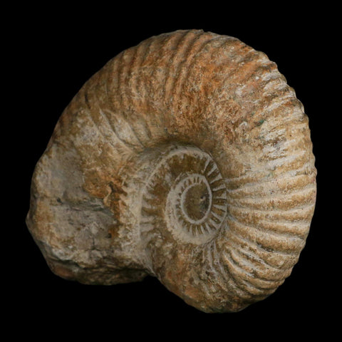 5.2" Acanthoceras Ammonite Fossil Agadir Morocco 360 Million Year Old COA - Fossil Age Minerals
