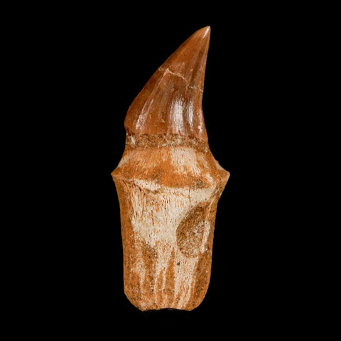 2.4" Halisaurus Walkeri Mosasaur Fossil Tooth Rooted Cretaceous Dinosaur Era COA - Fossil Age Minerals