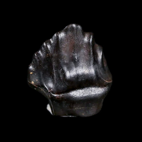 0.4" Ankylosaurus Fossil Tooth Judith River FM Cretaceous Dinosaur MT COA & Display - Fossil Age Minerals
