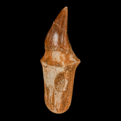 2.4" Halisaurus Walkeri Mosasaur Fossil Tooth Rooted Cretaceous Dinosaur Era COA - Fossil Age Minerals