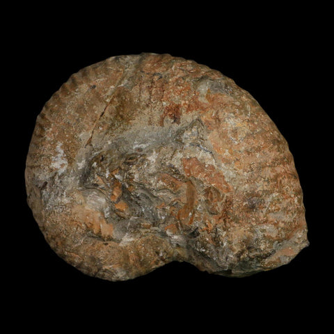5.2" Acanthoceras Ammonite Fossil Agadir Morocco 360 Million Year Old COA - Fossil Age Minerals