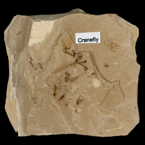 Fossil Crane Flies Mortality Plate Insect Green River FM Uintah County UT Eocene Age - Fossil Age Minerals