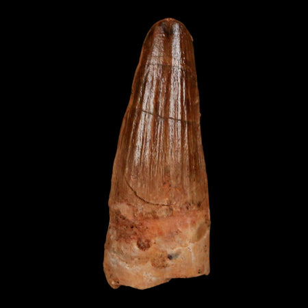 1.5" Spinosaurus Fossil Tooth 100 Million Years Old Cretaceous Dinosaur COA Stand