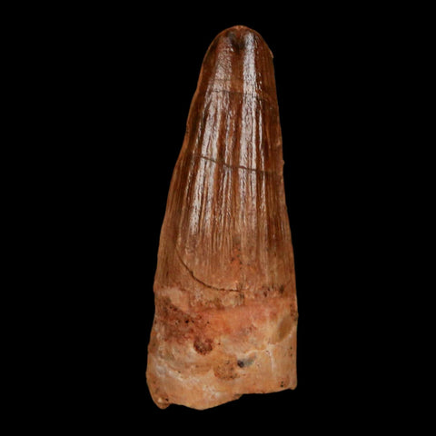 1.5" Spinosaurus Fossil Tooth 100 Million Years Old Cretaceous Dinosaur COA Stand