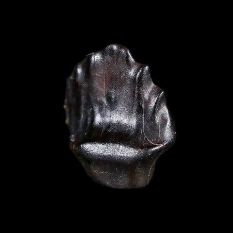 0.4" Ankylosaurus Fossil Tooth Judith River FM Cretaceous Dinosaur MT COA & Display - Fossil Age Minerals