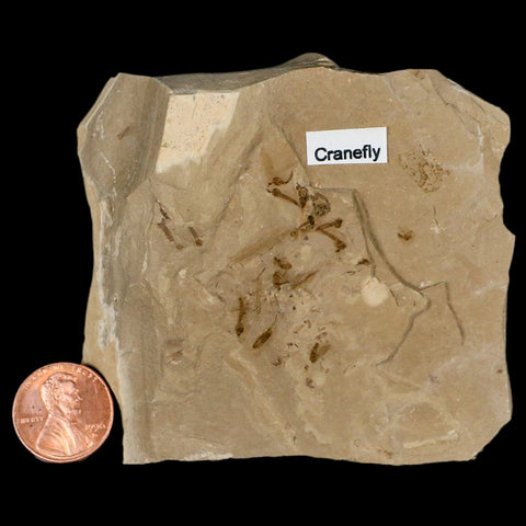 Fossil Crane Flies Mortality Plate Insect Green River FM Uintah County UT Eocene Age - Fossil Age Minerals