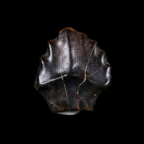 0.4" Ankylosaurus Fossil Tooth Judith River FM Cretaceous Dinosaur MT COA & Display - Fossil Age Minerals