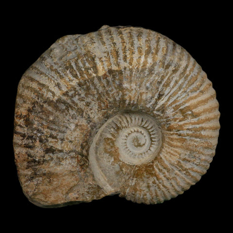 4.6" Acanthoceras Ammonite Fossil Agadir Morocco 360 Million Year Old COA - Fossil Age Minerals