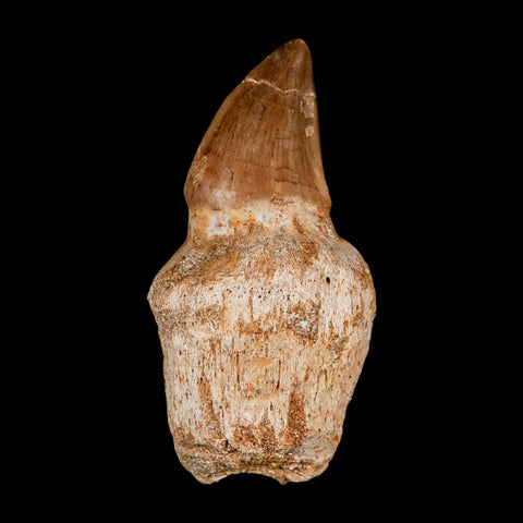 2.5" Mosasaur Prognathodon Anceps Fossil Tooth Rooted Cretaceous Dinosaur Era COA - Fossil Age Minerals