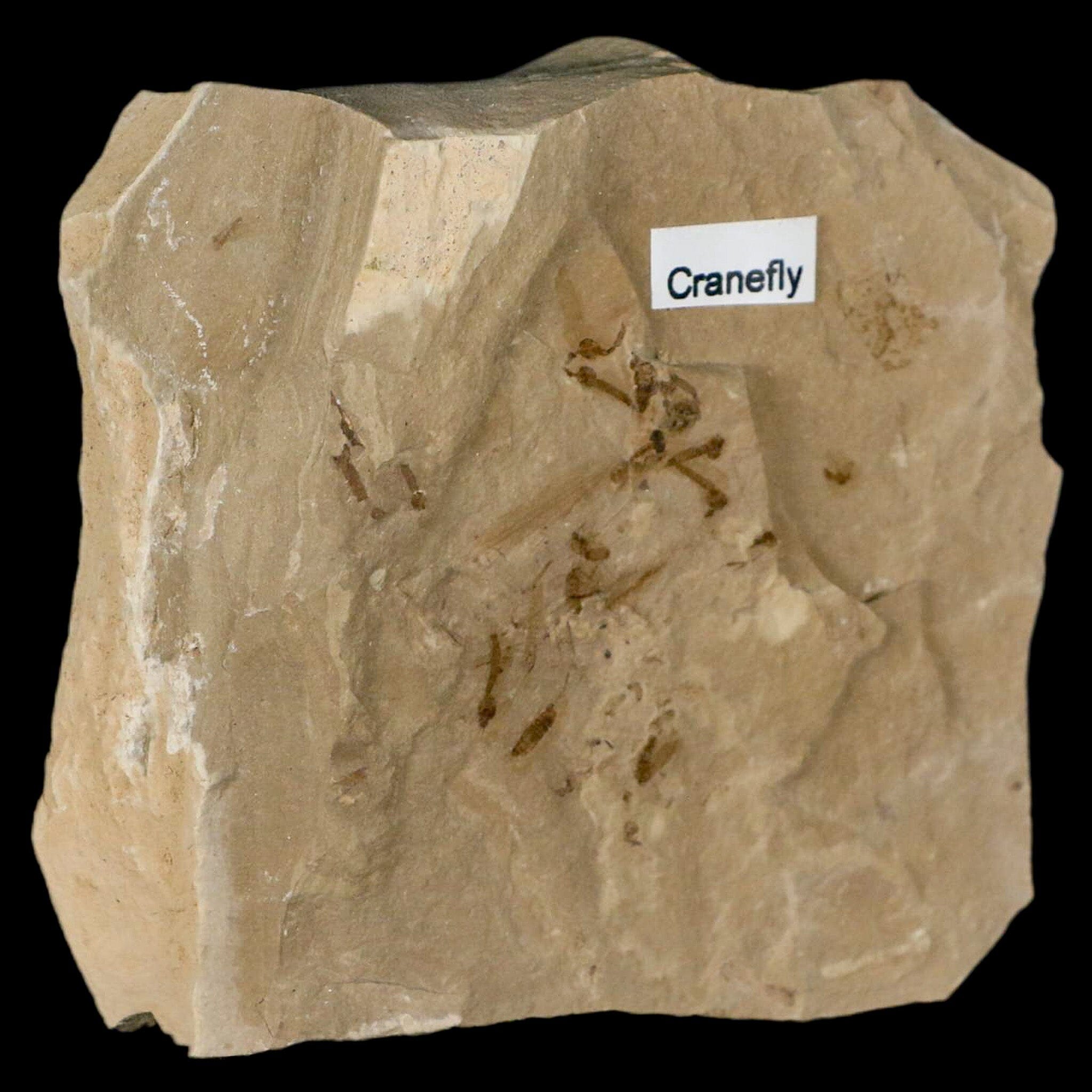Fossil Crane Flies Mortality Plate Insect Green River FM Uintah County UT Eocene Age - Fossil Age Minerals