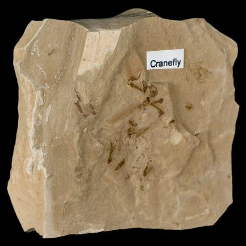 Fossil Crane Flies Mortality Plate Insect Green River FM Uintah County UT Eocene Age - Fossil Age Minerals