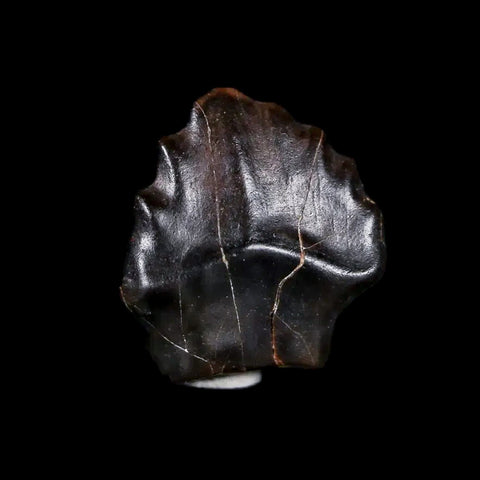 0.4" Ankylosaurus Fossil Tooth Judith River FM Cretaceous Dinosaur MT COA & Display - Fossil Age Minerals
