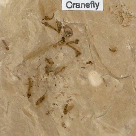 Fossil Crane Flies Mortality Plate Insect Green River FM Uintah County UT Eocene Age