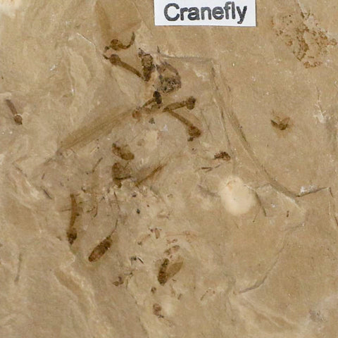 Fossil Crane Flies Mortality Plate Insect Green River FM Uintah County UT Eocene Age - Fossil Age Minerals
