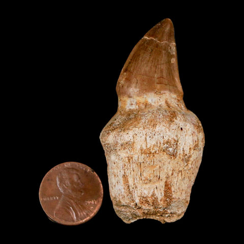 2.5" Mosasaur Prognathodon Anceps Fossil Tooth Rooted Cretaceous Dinosaur Era COA - Fossil Age Minerals