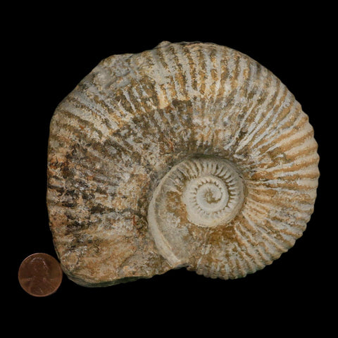 4.6" Acanthoceras Ammonite Fossil Agadir Morocco 360 Million Year Old COA - Fossil Age Minerals