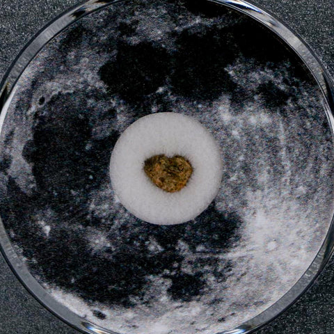 Moon Rock Lunar Meteorite Bechar 003 Algerian Sahara Desert Discovered 2022 COA