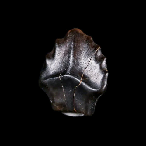 0.4" Ankylosaurus Fossil Tooth Judith River FM Cretaceous Dinosaur MT COA & Display - Fossil Age Minerals