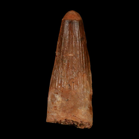 1.5" Spinosaurus Fossil Tooth 100 Million Years Old Cretaceous Dinosaur COA Stand