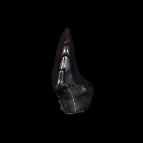 0.4" Ankylosaurus Fossil Tooth Judith River FM Cretaceous Dinosaur MT COA & Display - Fossil Age Minerals