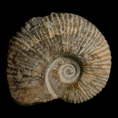 4.6" Acanthoceras Ammonite Fossil Agadir Morocco 360 Million Year Old COA - Fossil Age Minerals