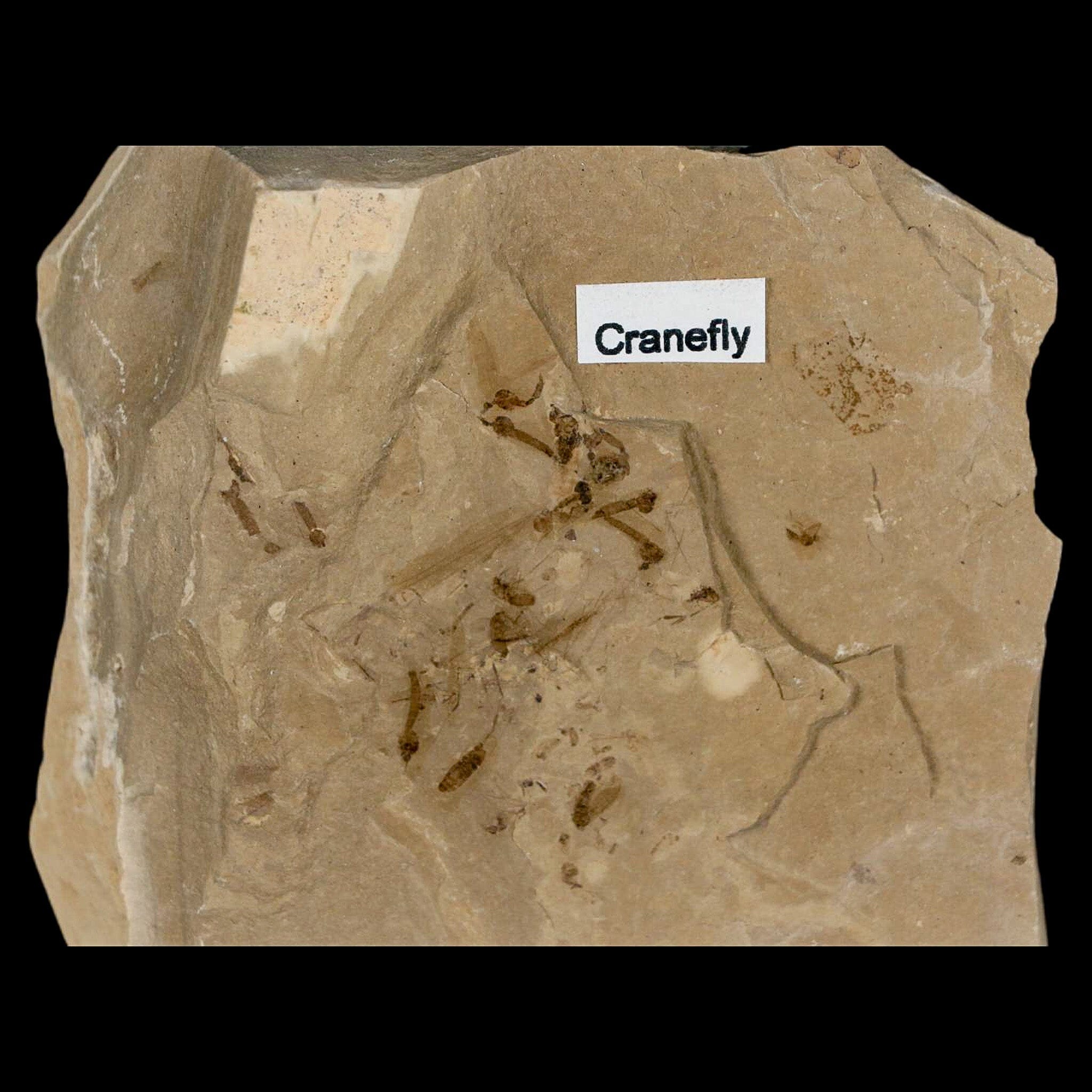 Fossil Crane Flies Mortality Plate Insect Green River FM Uintah County UT Eocene Age - Fossil Age Minerals