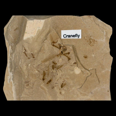 Fossil Crane Flies Mortality Plate Insect Green River FM Uintah County UT Eocene Age - Fossil Age Minerals