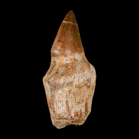 2.5" Mosasaur Prognathodon Anceps Fossil Tooth Rooted Cretaceous Dinosaur Era COA - Fossil Age Minerals