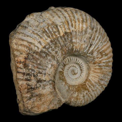 4.6" Acanthoceras Ammonite Fossil Agadir Morocco 360 Million Year Old COA - Fossil Age Minerals
