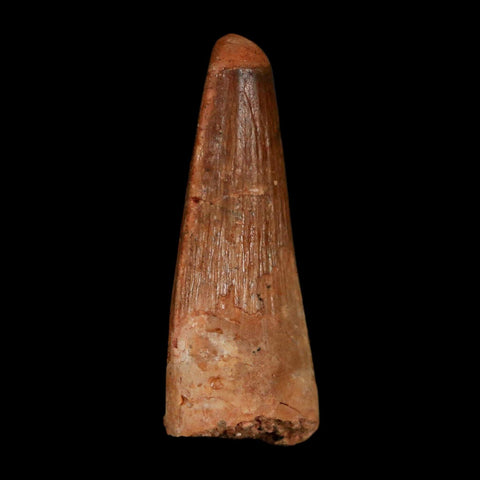 1.5" Spinosaurus Fossil Tooth 100 Million Years Old Cretaceous Dinosaur COA Stand