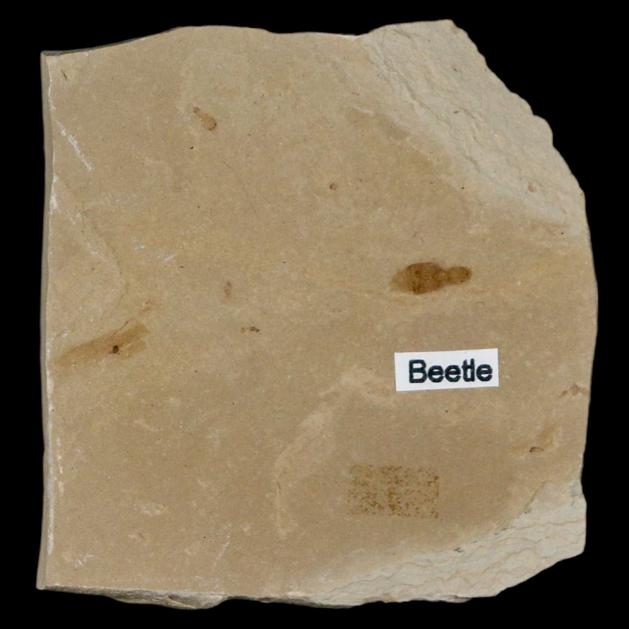 2.4" Fossil Beetle Insect Green River Formation Uintah County Utah Eocene Age - Fossil Age Minerals