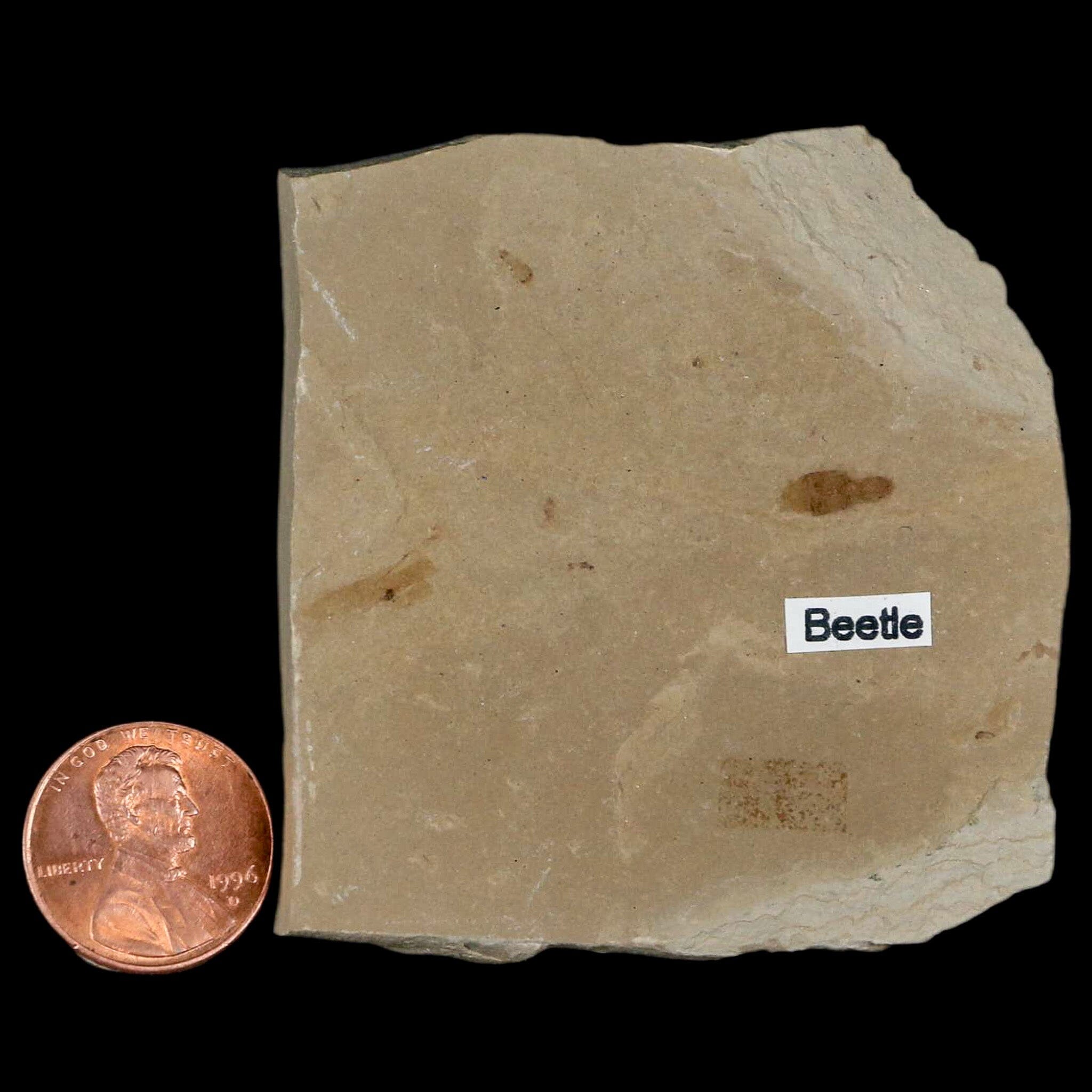 2.4" Fossil Beetle Insect Green River Formation Uintah County Utah Eocene Age - Fossil Age Minerals