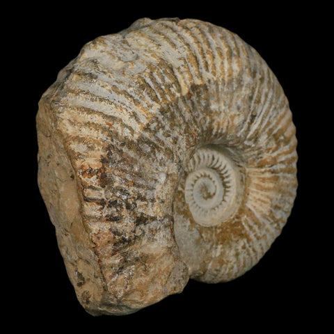 4.6" Acanthoceras Ammonite Fossil Agadir Morocco 360 Million Year Old COA - Fossil Age Minerals