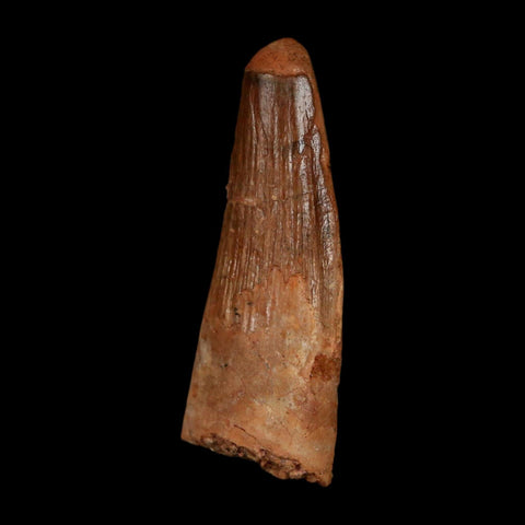 1.5" Spinosaurus Fossil Tooth 100 Million Years Old Cretaceous Dinosaur COA Stand