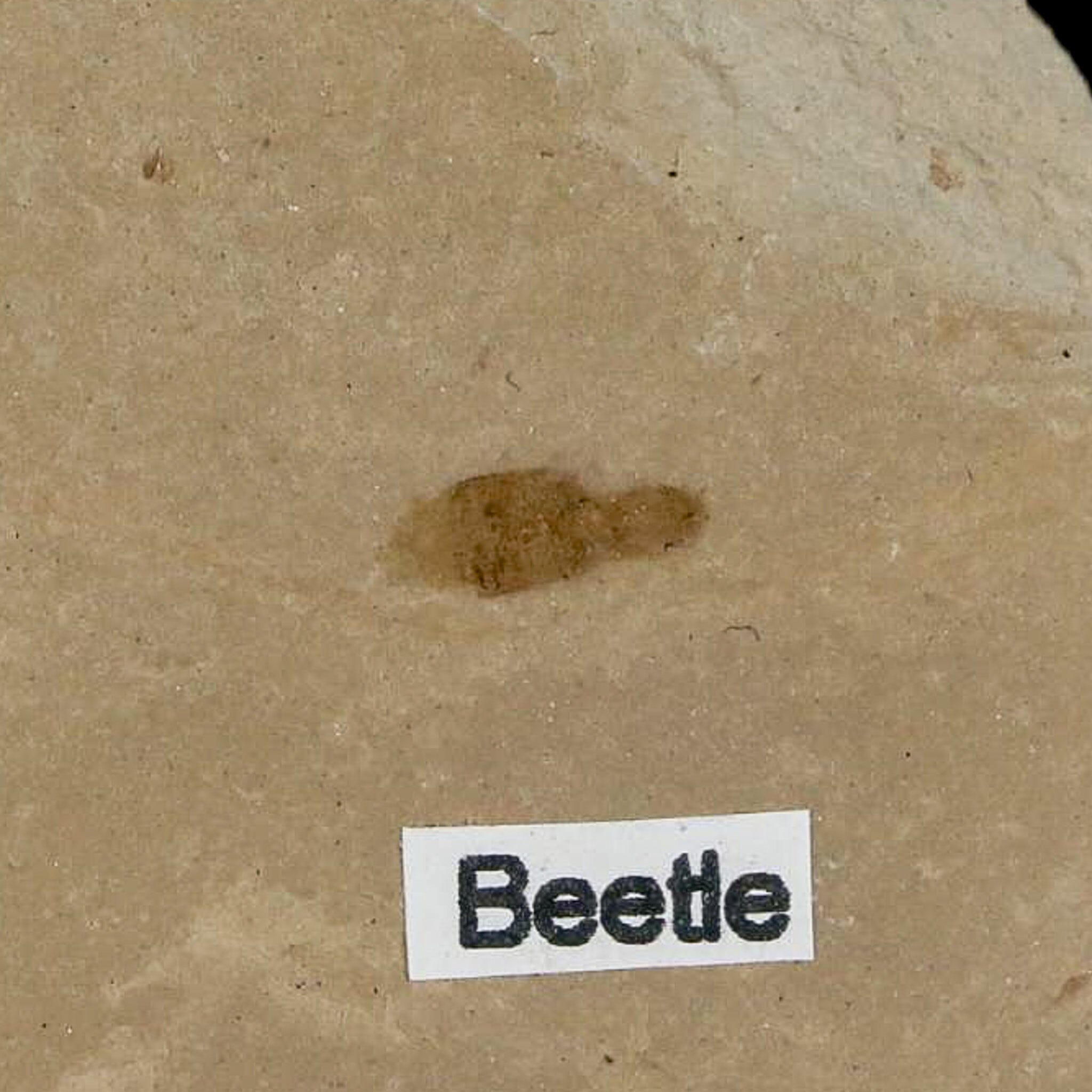 2.4" Fossil Beetle Insect Green River Formation Uintah County Utah Eocene Age - Fossil Age Minerals