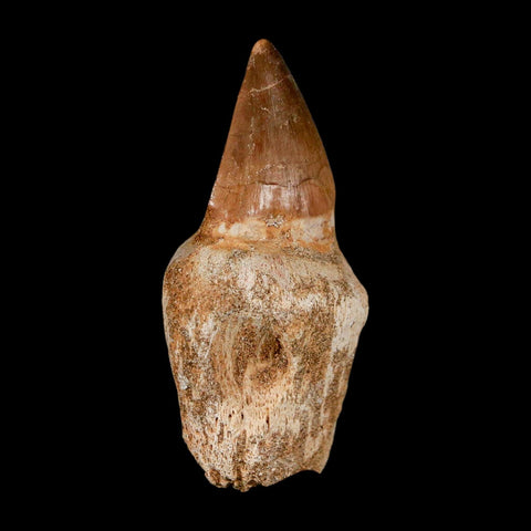 2.5" Mosasaur Prognathodon Anceps Fossil Tooth Rooted Cretaceous Dinosaur Era COA - Fossil Age Minerals