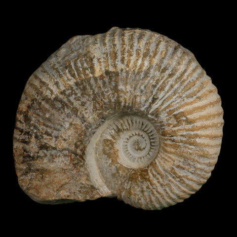 4.6" Acanthoceras Ammonite Fossil Agadir Morocco 360 Million Year Old COA - Fossil Age Minerals