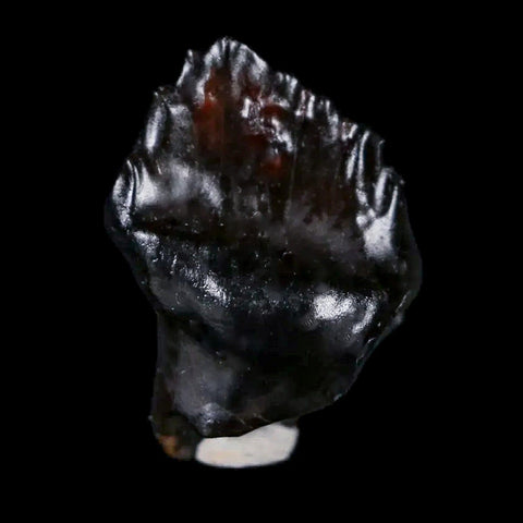 0.5" Ankylosaurus Fossil Tooth Judith River FM Cretaceous Dinosaur MT COA & Display - Fossil Age Minerals