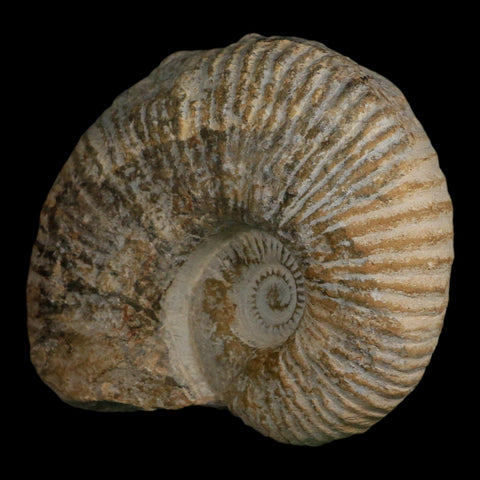 4.6" Acanthoceras Ammonite Fossil Agadir Morocco 360 Million Year Old COA - Fossil Age Minerals