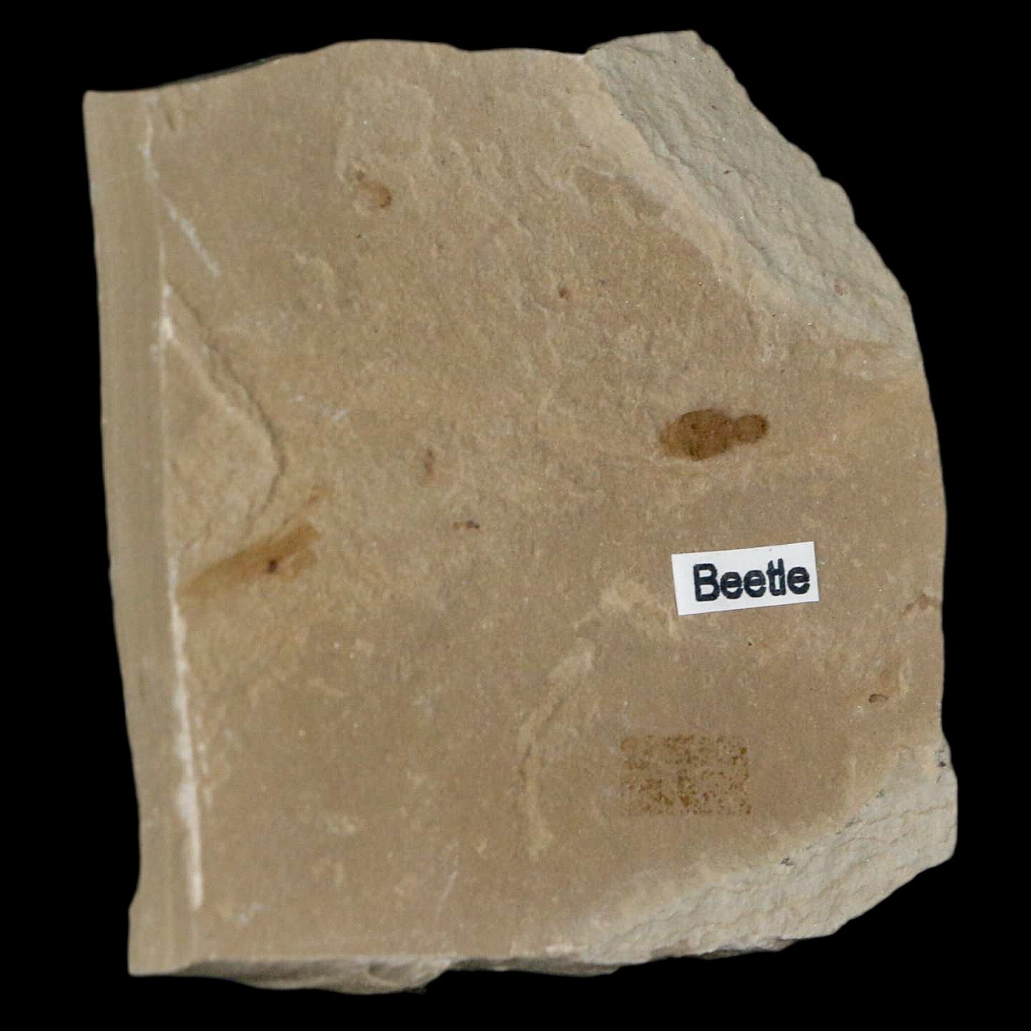 2.4" Fossil Beetle Insect Green River Formation Uintah County Utah Eocene Age - Fossil Age Minerals