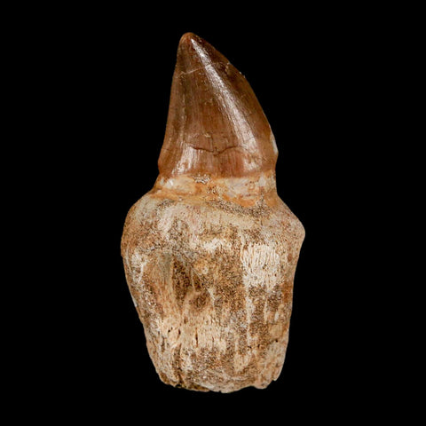 2.5" Mosasaur Prognathodon Anceps Fossil Tooth Rooted Cretaceous Dinosaur Era COA - Fossil Age Minerals